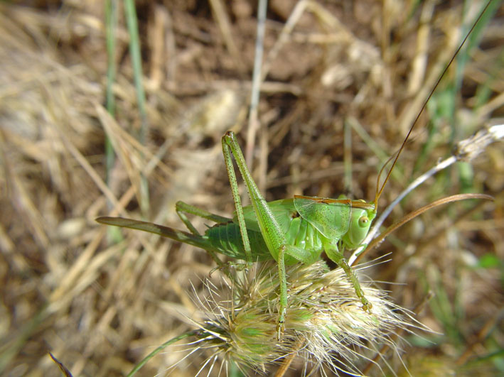 Tettigonia sp.